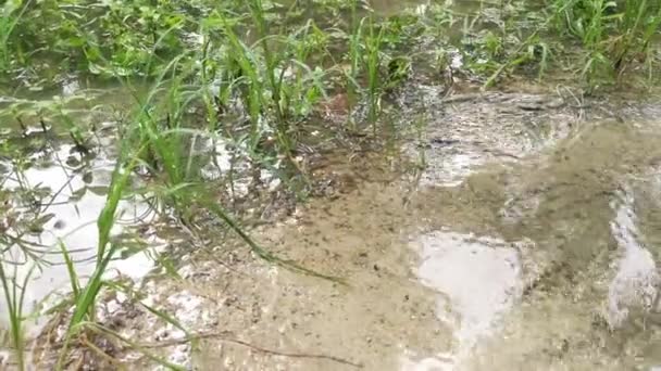 Odtok Dešťové Vody Odvodnění Farmy — Stock video