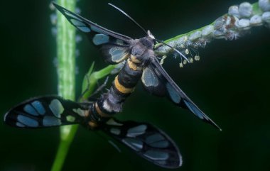 Amata bicincta güvelerinin çiftleşmesini yakından çek