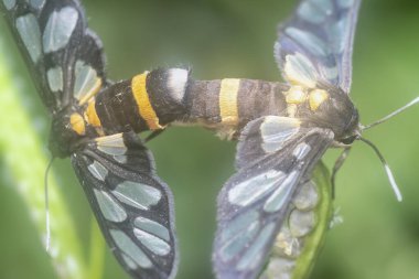 Amata bicincta güvelerinin çiftleşmesini yakından çek