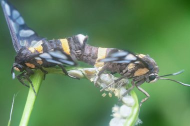Amata bicincta güvelerinin çiftleşmesini yakından çek