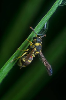 Tropikal kağıt eşekarısının yakın çekimi