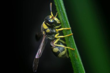 Tropikal kağıt eşekarısının yakın çekimi