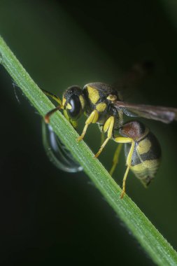 Tropikal kağıt eşekarısının yakın çekimi