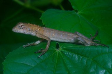 Doğulu bahçe kertenkelesi yaprakların üzerinde dinleniyor.