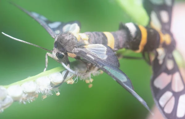 Close Shot Van Paring Van Amata Bicincta Motten — Stockfoto