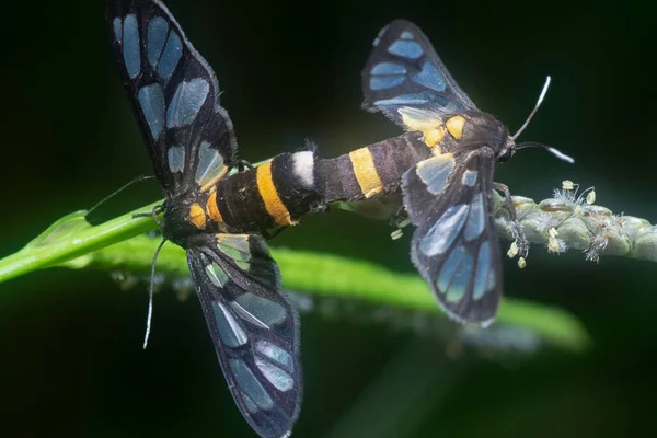 Tiro Perto Amata Bicincta Mariposas Acasalamento — Fotografia de Stock