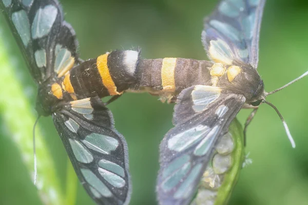 Tiro Perto Amata Bicincta Mariposas Acasalamento — Fotografia de Stock