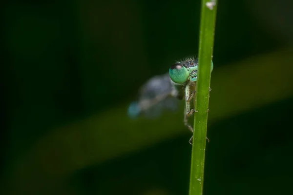 Κοντινό Πλάνο Στο Κεφάλι Της Damselfly — Φωτογραφία Αρχείου