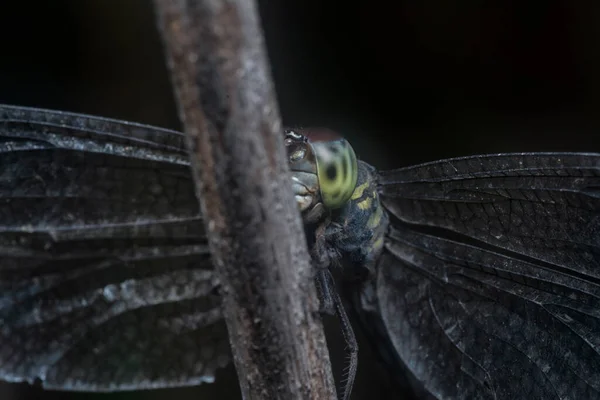 Vicino Colpo Alla Testa Della Libellula — Foto Stock