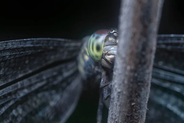 Naher Kopfschuss Der Libelle — Stockfoto