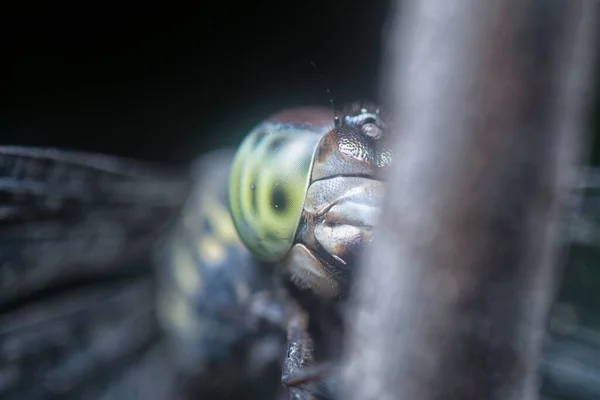 Vicino Colpo Alla Testa Della Libellula — Foto Stock