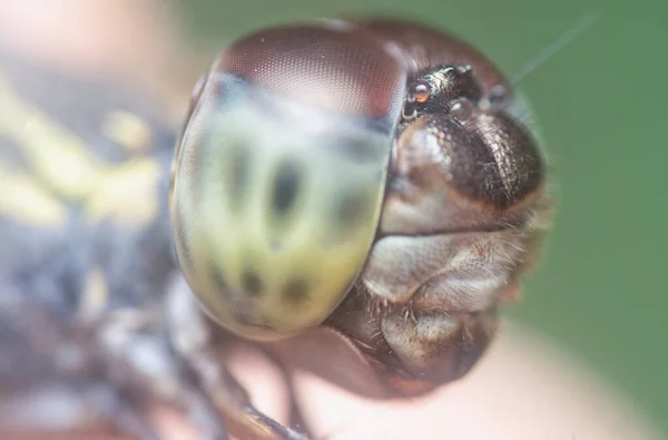 Close Headshot Dragonfly — Stock Photo, Image