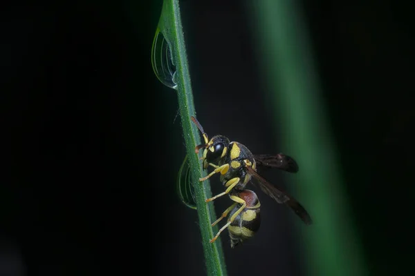 Close Shot Tropical Paper Wasp — Stock Photo, Image
