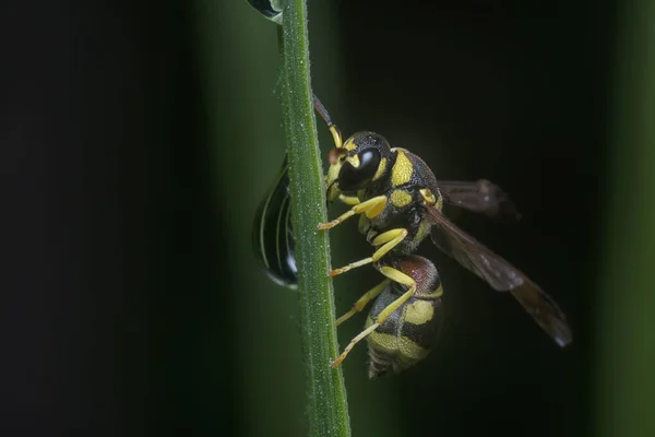 Zblízka Snímek Tropické Papírové Vosy — Stock fotografie