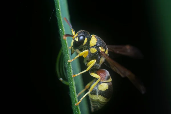 Zblízka Snímek Tropické Papírové Vosy — Stock fotografie