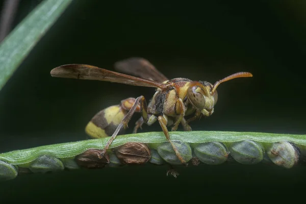 Nahaufnahme Der Tropischen Papierwespe — Stockfoto