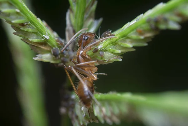 Disparo Cercano Hormiga Crematogaster Laeviuscula — Foto de Stock