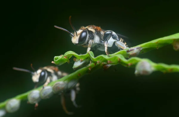 Närbild Pseudapis Oxybeloides — Stockfoto