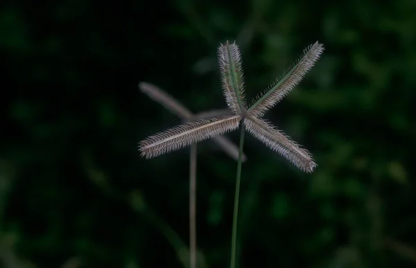 Közeli Lövés Dactyloctenium Aegyptium — Stock Fotó