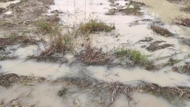 Landschap Van Overstroomde Modderige Landbouwgrond — Stockvideo