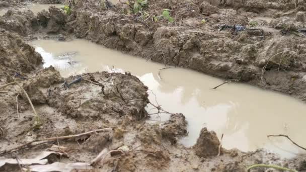 Marche Sur Ferme Boueuse Inondée — Video