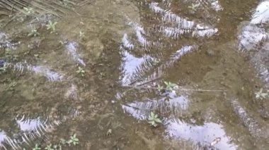 Palmiye tarlasında su baskını.