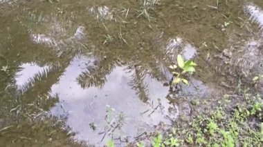 Palmiye tarlasında su baskını.