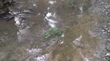 Palmiye tarlasında su baskını.