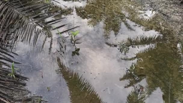 Wasserflut Auf Der Palmenplantage — Stockvideo