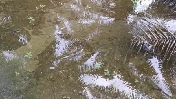Inundación Agua Plantación Palmeras — Vídeo de stock