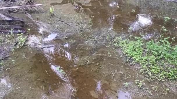 ヤシの木の水の洪水は — ストック動画