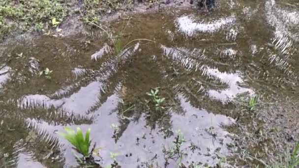 Wasserflut Auf Der Palmenplantage — Stockvideo