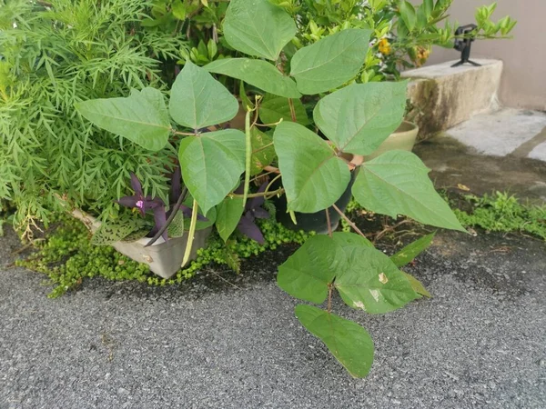 Liten Kruka Med Gyllene Gram Bönor Krukväxt — Stockfoto