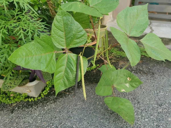 Kleiner Topf Der Goldenen Grambohnenhauspflanze — Stockfoto