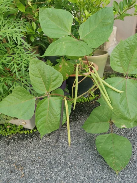 Kleine Pot Van Gouden Gram Boon Kamerplant — Stockfoto