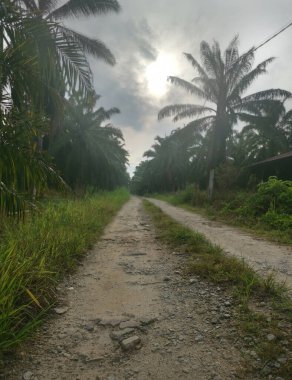 Kırsal yolun etrafındaki sabah manzarası.