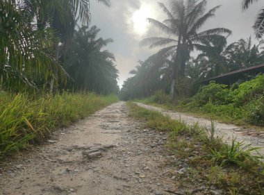 Kırsal yolun etrafındaki sabah manzarası.