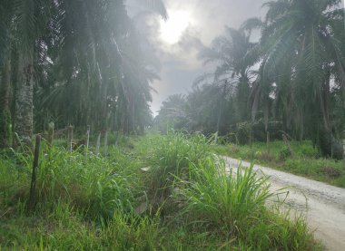 Kırsal yolun etrafındaki sabah manzarası.