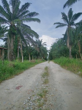 Kırsal yolun etrafındaki sabah manzarası.