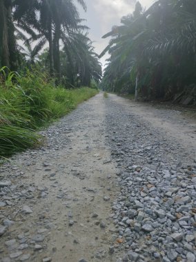 Kırsal yolun etrafındaki sabah manzarası.