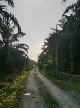 Kırsal yolun etrafındaki sabah manzarası.