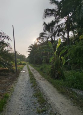 Kırsal yolun etrafındaki sabah manzarası.