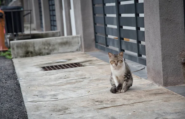Verdwaalde Mannelijke Kat Door Vijf Voet Weg Straat — Stockfoto