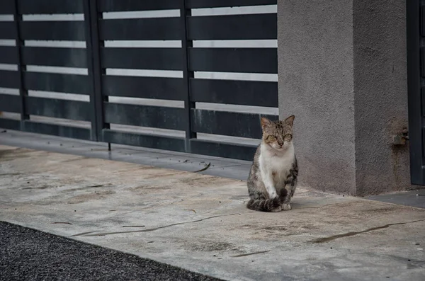 Chat Mâle Errant Par Rue Chemin Cinq Pieds — Photo