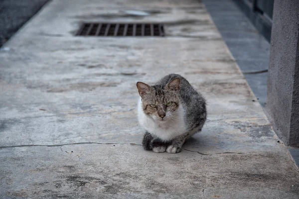 Gato Macho Vadio Pela Rua Cinco Pés Caminho — Fotografia de Stock