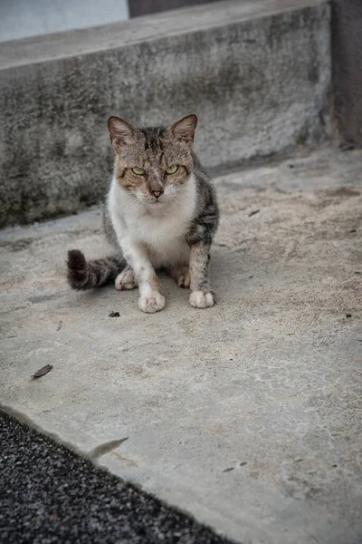 Gato Macho Callejero Por Calle Camino Cinco Pies —  Fotos de Stock