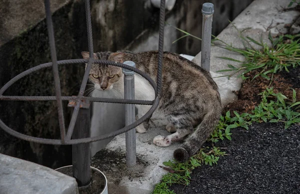Verdwaalde Mannelijke Kat Door Vijf Voet Weg Straat — Stockfoto