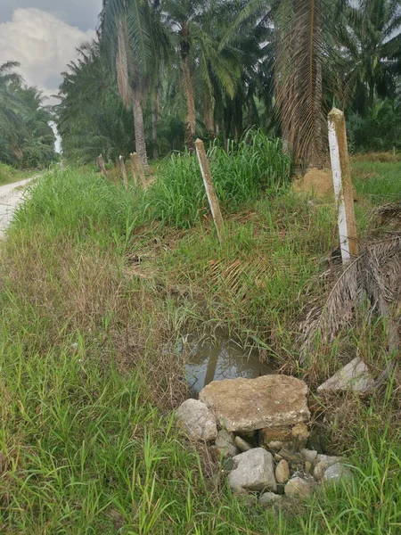 Kırsal Yolun Etrafındaki Sabah Manzarası — Stok fotoğraf