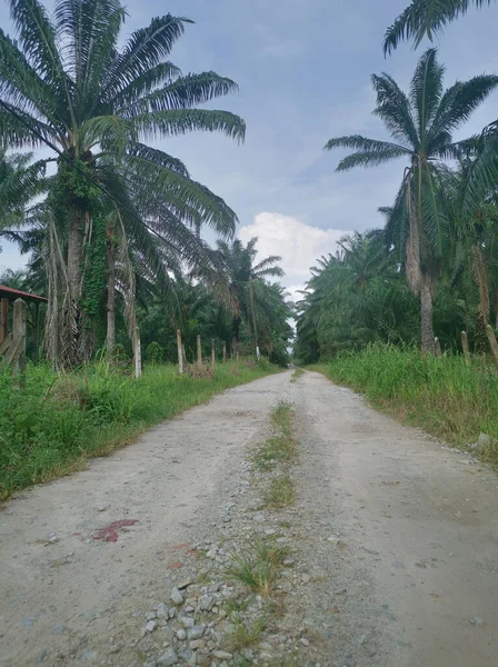 Kırsal yolun etrafındaki sabah manzarası.