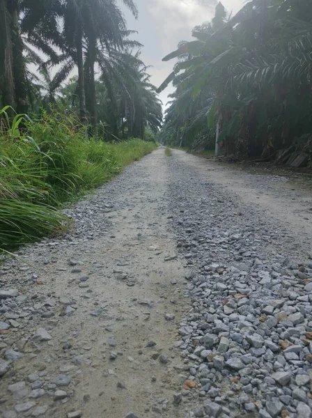 Kırsal yolun etrafındaki sabah manzarası.